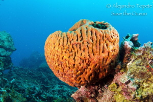 Heart Coral, Veracruz Mexico by Alejandro Topete 